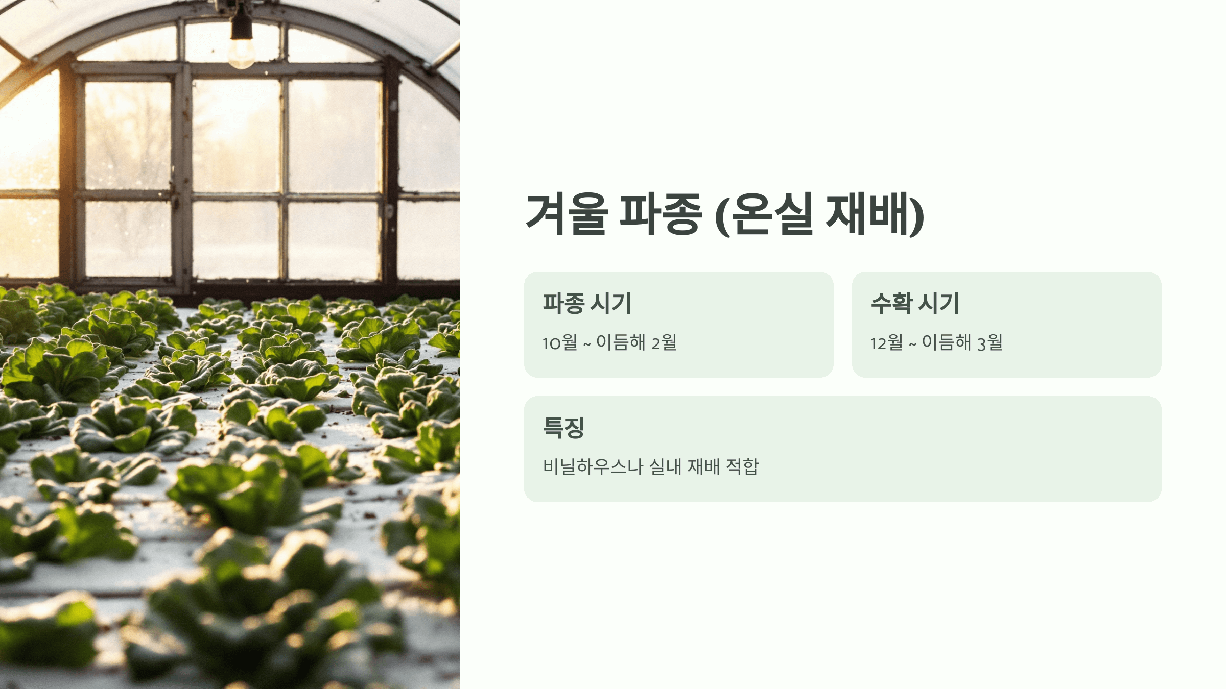 상추 사진입니다.