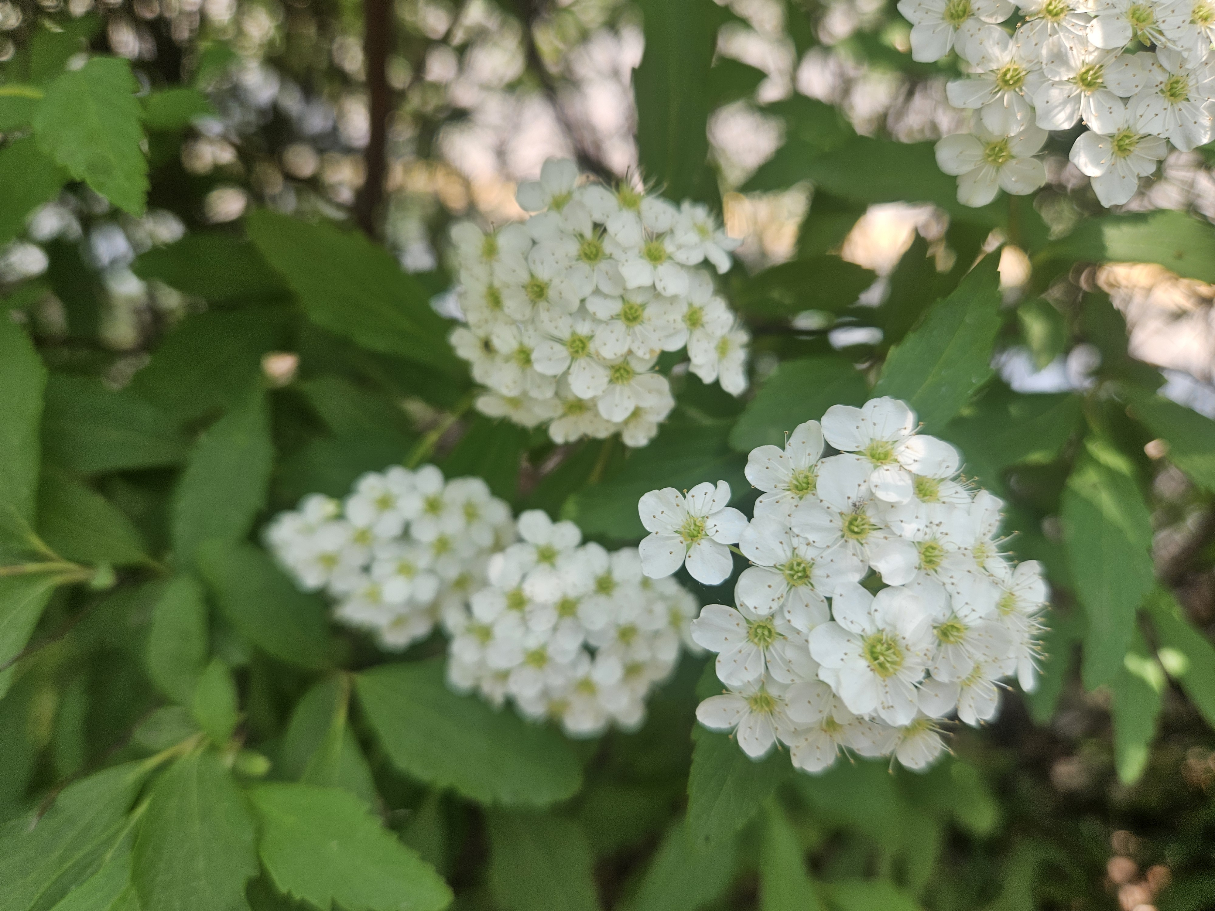 공조팝나무 꽃