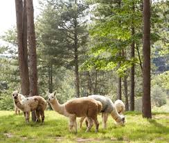 강원도 홍천 알파카월드 