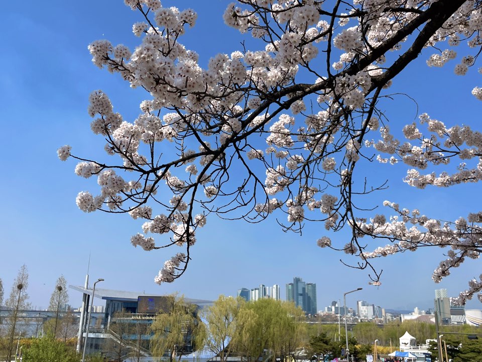 벚꽃