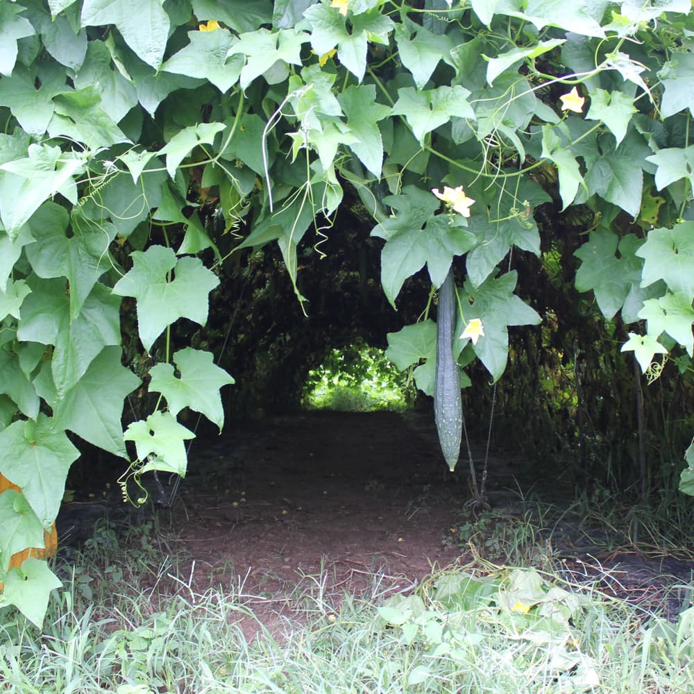 비염 예방법과 환절기에 좋은 음식 도라지수세미청 목엔수지 
