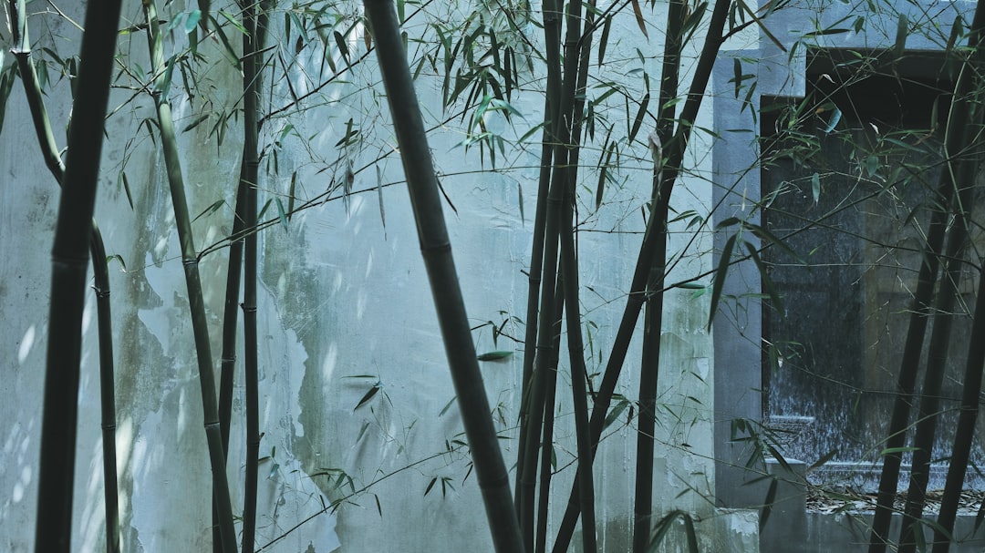 Bamboo