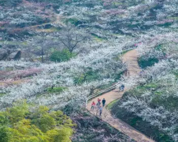 광양 매화축제_3