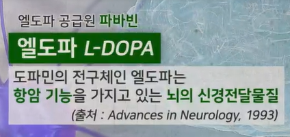 파바빈 효능