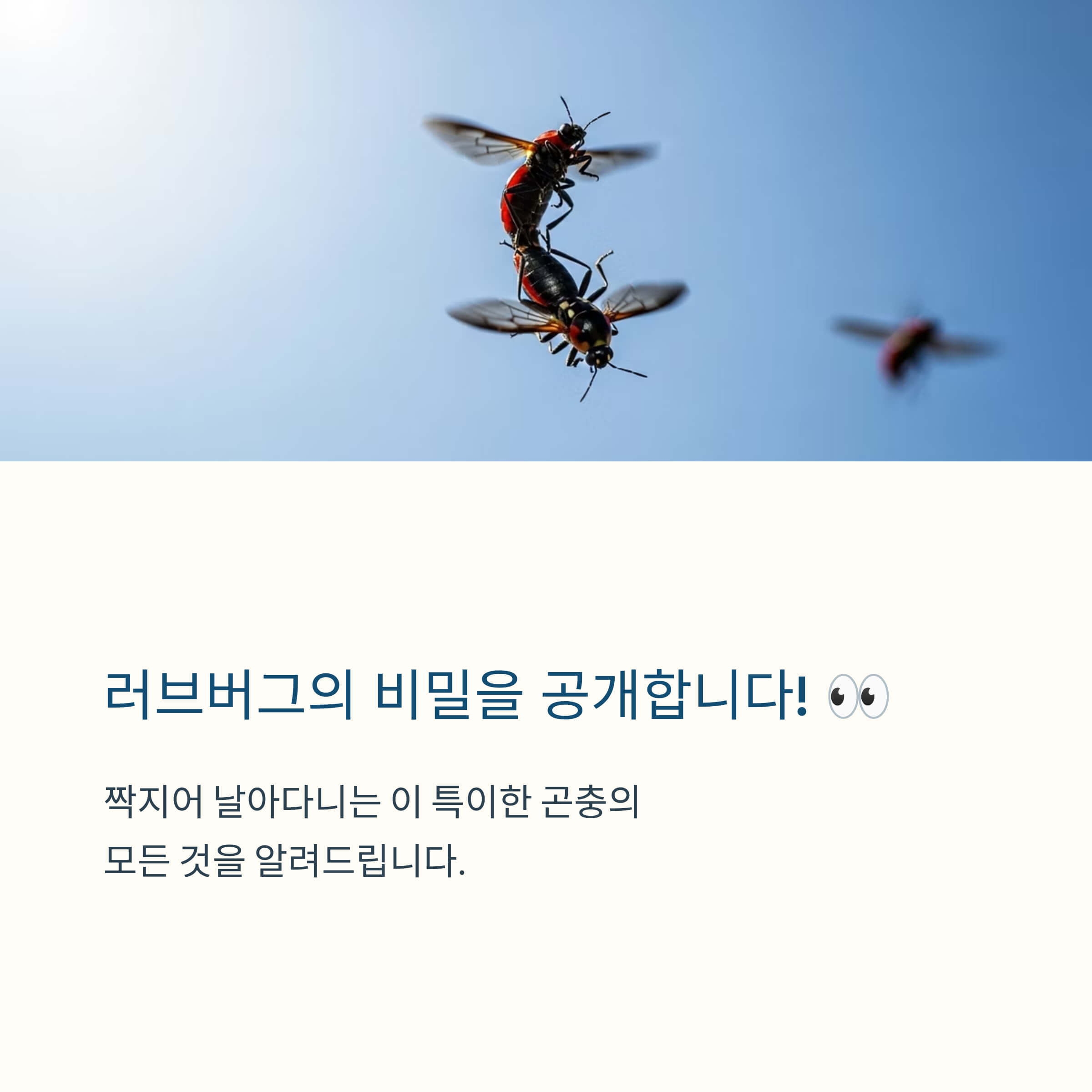 러버버그란?