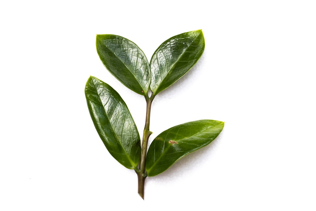 Leaf