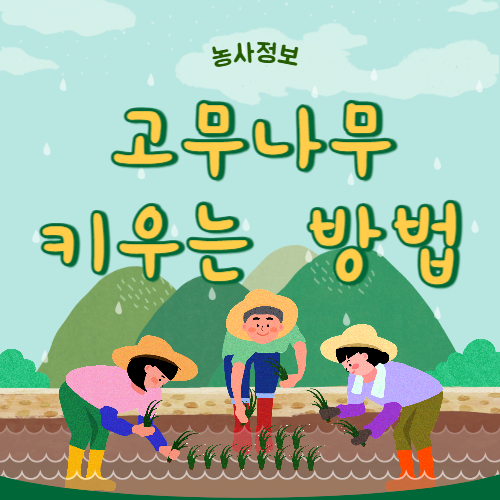 고무나무 키우는 법