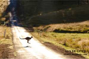고양이 로드킬 신고 동물 사체 처리 보상