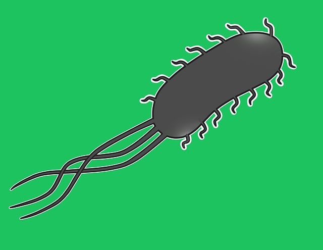 배에 가스 안 차는 유산균 BEST5 – 속이 편안한 하루를 위한 선택