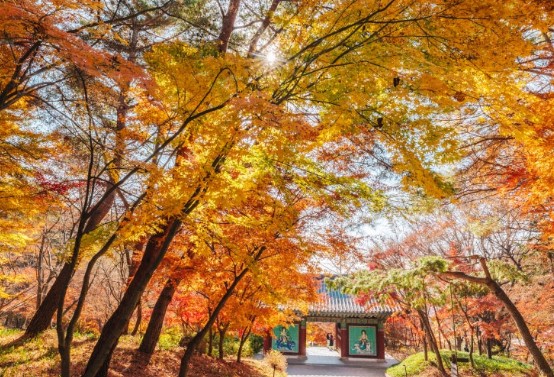 [단풍구경명소 가볼만한곳] 충청남도 예산군 단풍이 아름다운 사찰 &ndash; 수덕사