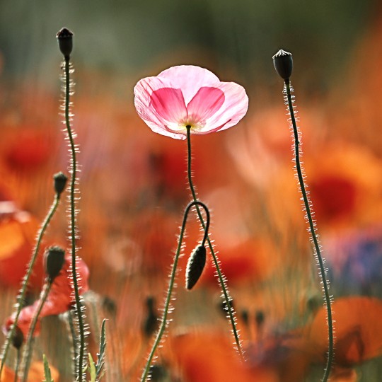 양귀비 파종시기