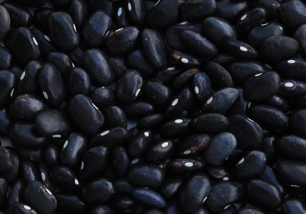 검은콩