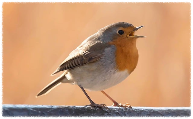 개인용 벨소리 저작권 안내