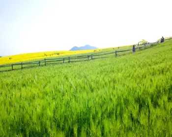 고창 청보리밭 축제_23