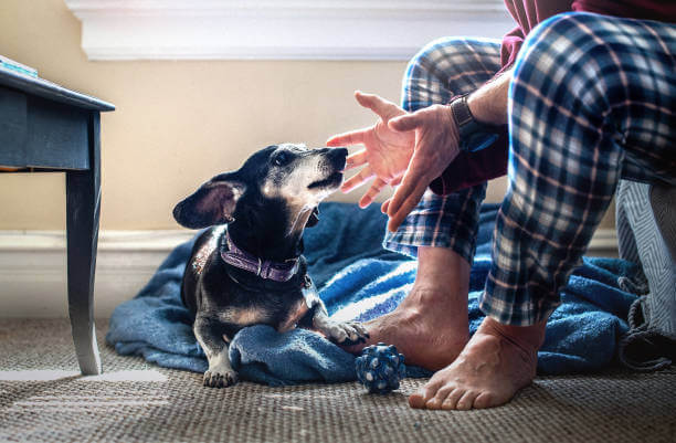 노령견 관리, 꼭 알아야 할 생활 습관과 건강 체크 포인트