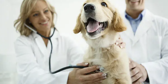 반려동물 건강검진