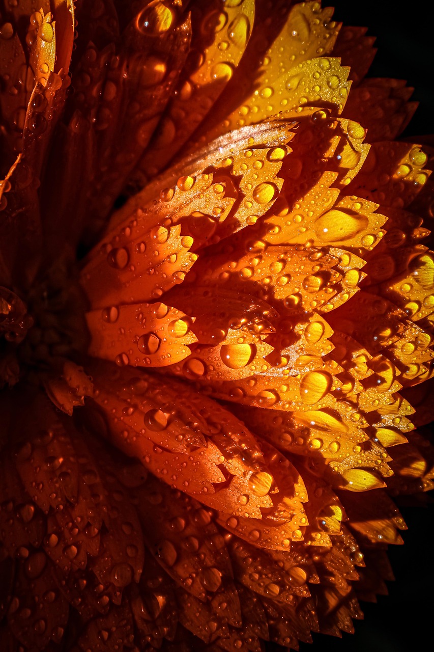 운세, 오늘의운세