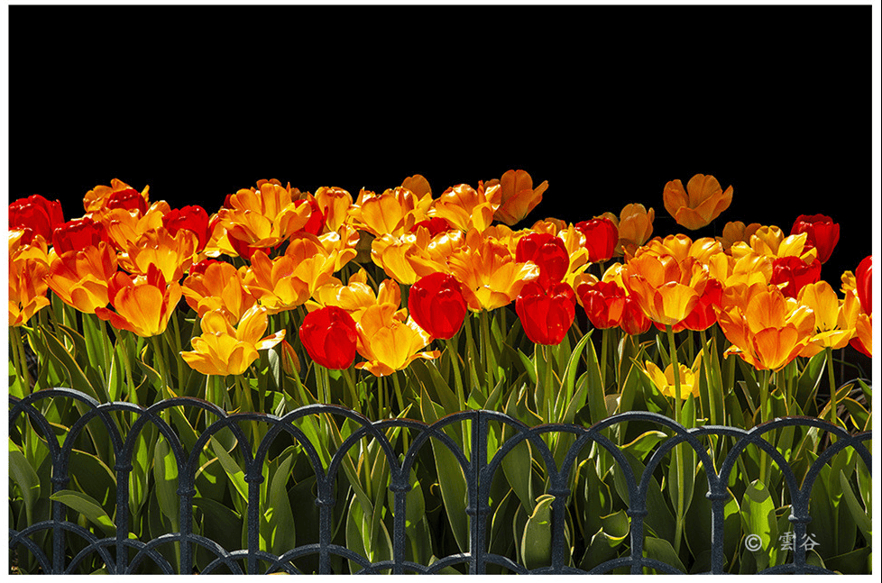 에버랜드 튤립 축제