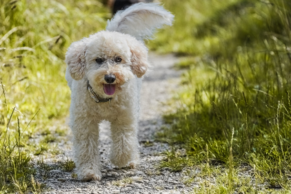 강아지 품종별 성격을 아는 것이 중요한 이유
