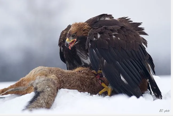 검독수리&amp;#44; 하늘의 왕이 사라진다｜멸종위기 맹금류 보호정책 총정리