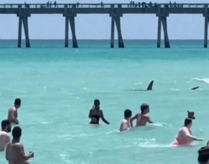 미국 해수욕장에 상어가 출몰하여 사람들이 대피하고 있는 장면