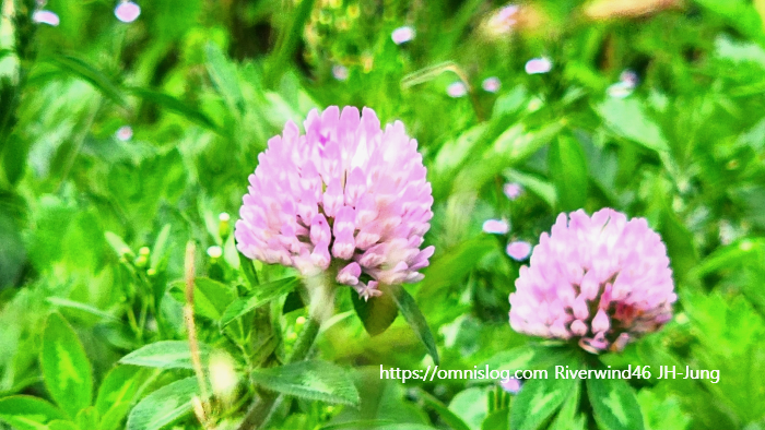 붉은 토끼풀,레드클로버 ,Red clover, Trifolium pratense ,토끼풀, 빨간 토끼풀