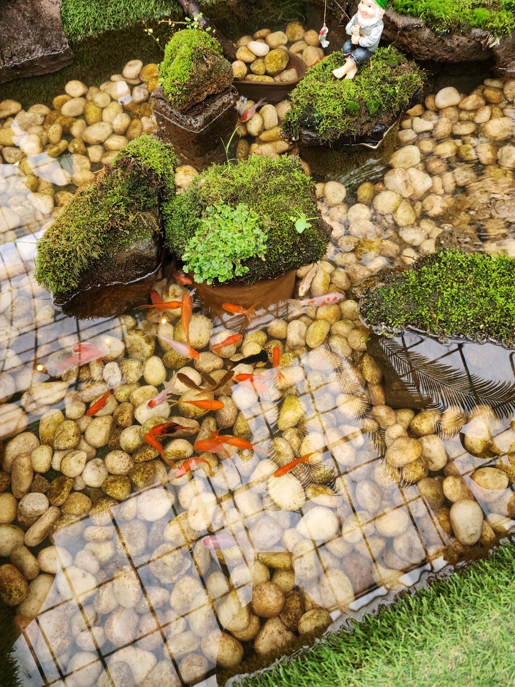 코코테로의 물고기들