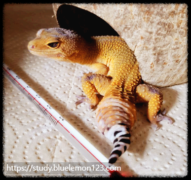 레오파드 게코 번식 시 피해야 할 실수