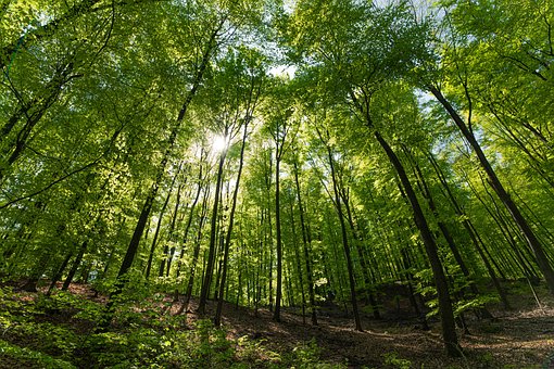 나무가 우거진 숲
