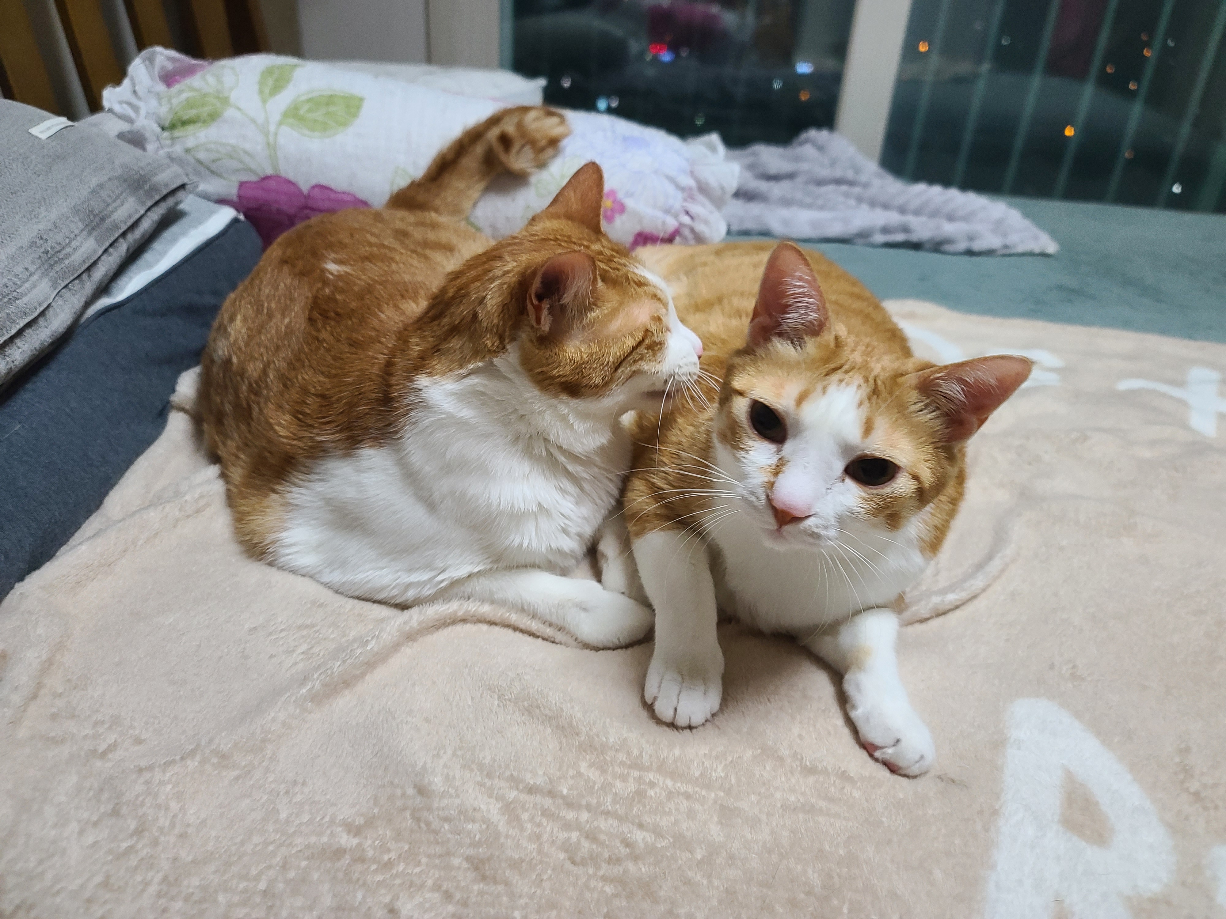 다정한 치즈냥이들 (feat.호야랑 막둥이 형제)