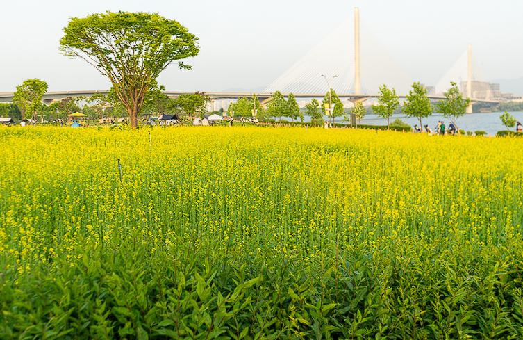 구리 유채꽃 축제