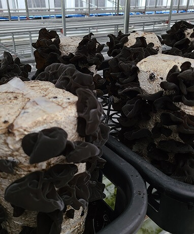 생방송투데이 3806회 넘사벽의 비밀 1억 매출, 버섯 농사짓는 근육맨 편 머쉬앤머슬 버섯 주문방법