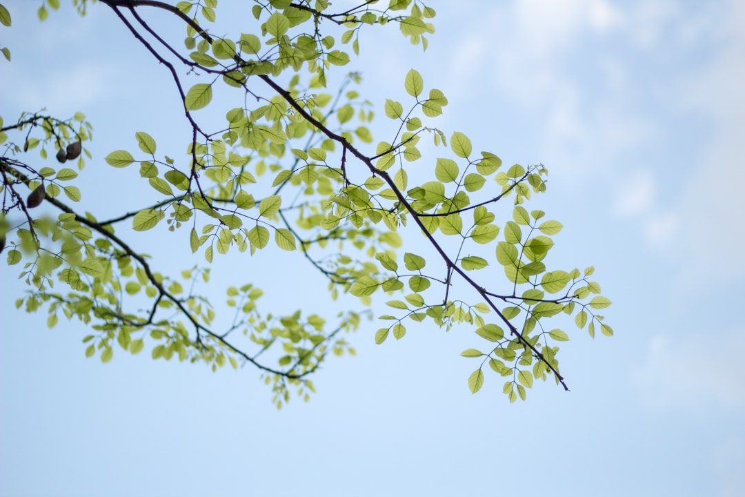 Branch