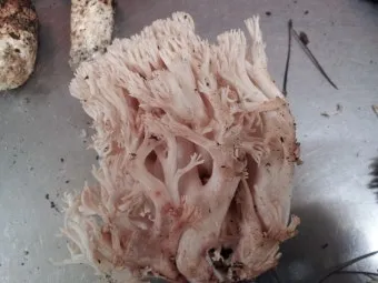 싸리버섯 채취시기종류 정보를 정리_16