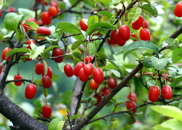 보리수열매 효능 부작용 먹는법 맛 가격 씨 수확시기 보관법 임산부 섭취