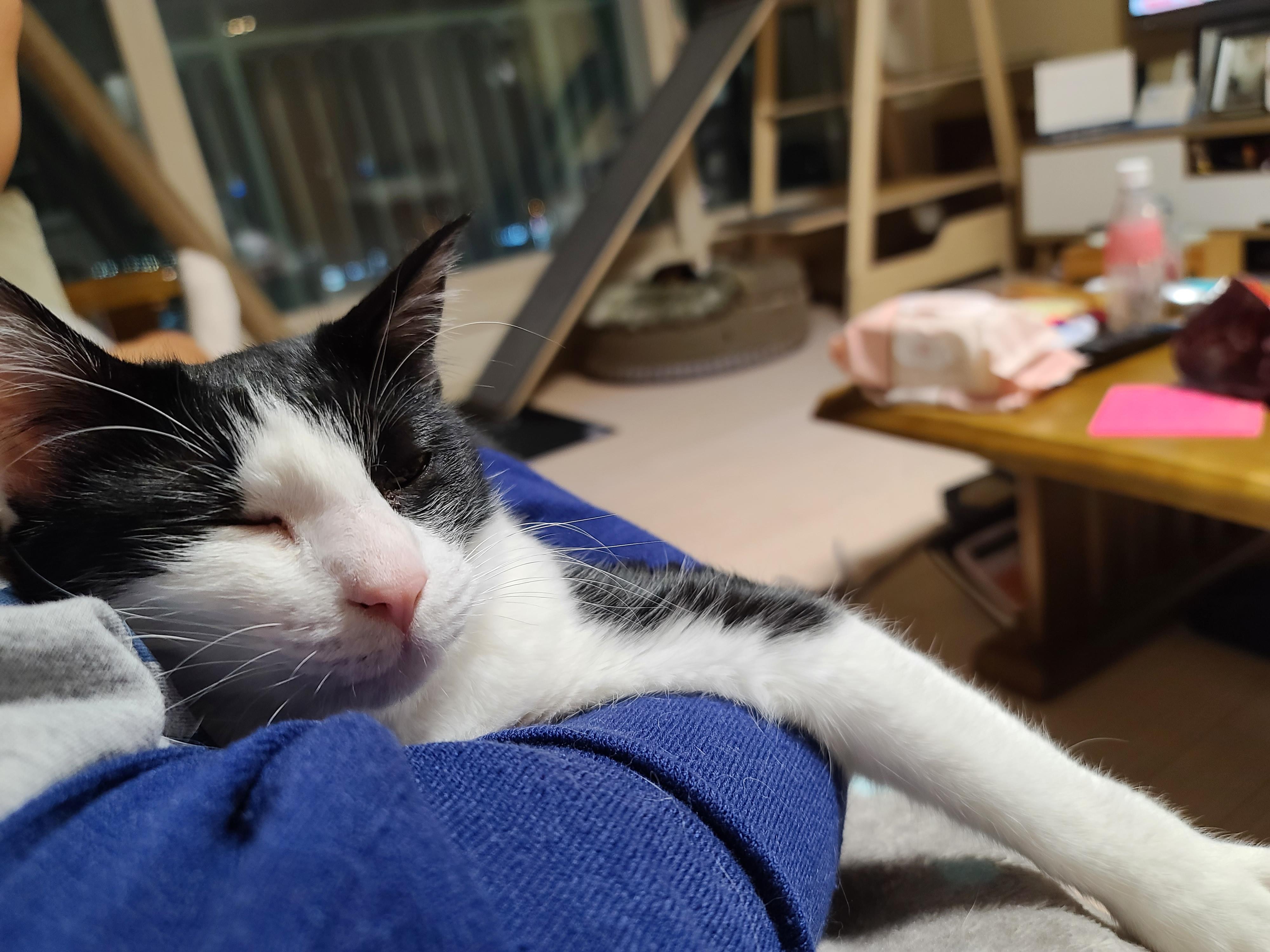 잔망스럽고 애교많은 내고양이들.