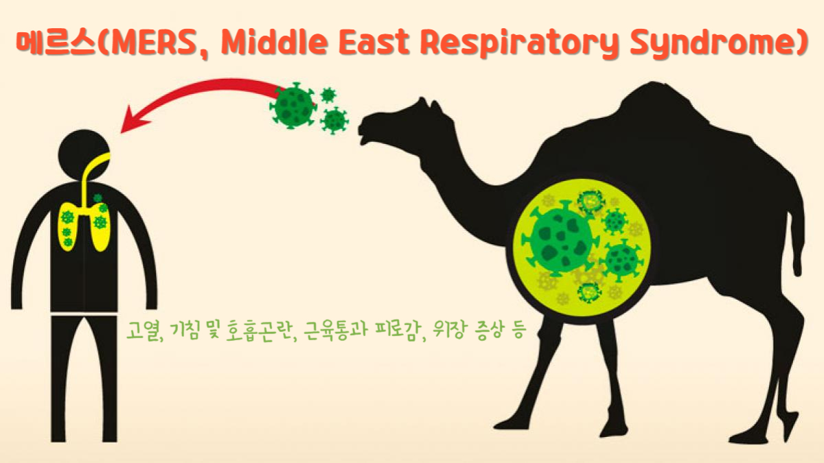 메르스(MERS, Middle East Respiratory Syndrome)
메르스 주요 증상 : 고열, 기침 및 호흡곤란, 근육통과 피로감, 위장 증상 등
메르스 감염 경로 : 낙타와 사람간 전파