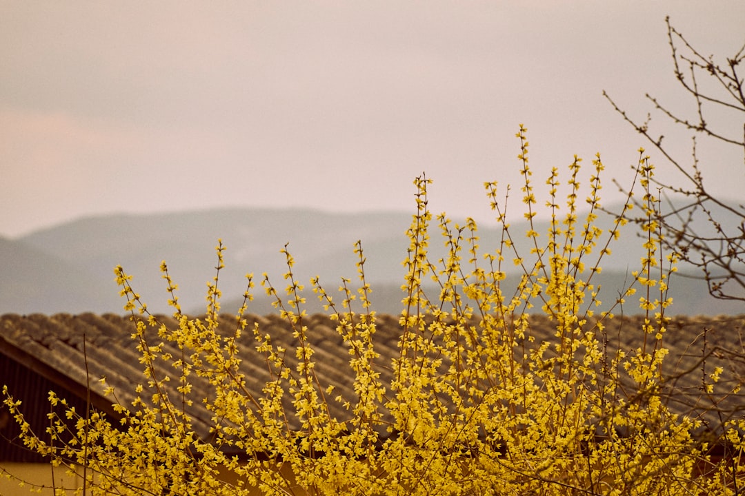 Forsythia
