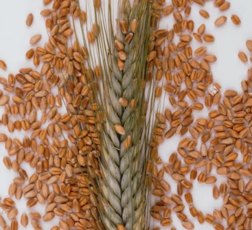 치매 예방 음식 좋은 식품