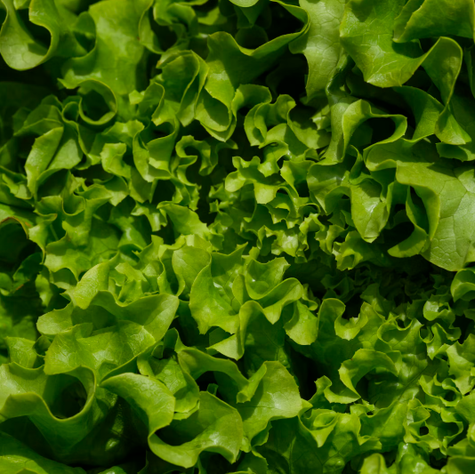 상추의 기막힌 효능 부작용 영양성분