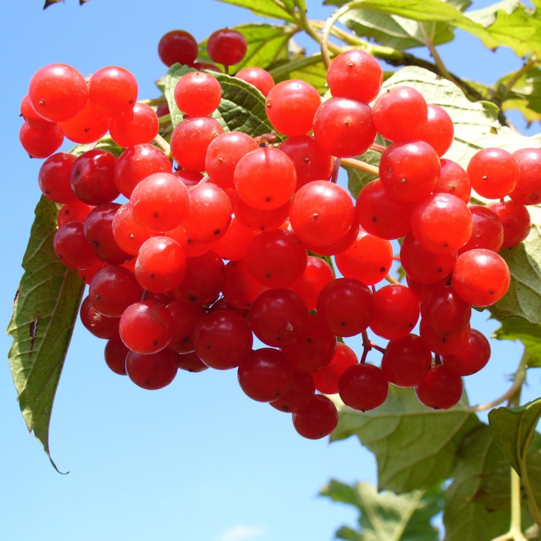 D-마노스(D-Mannose)가 풍부하게 함유된 크랜베리 사진