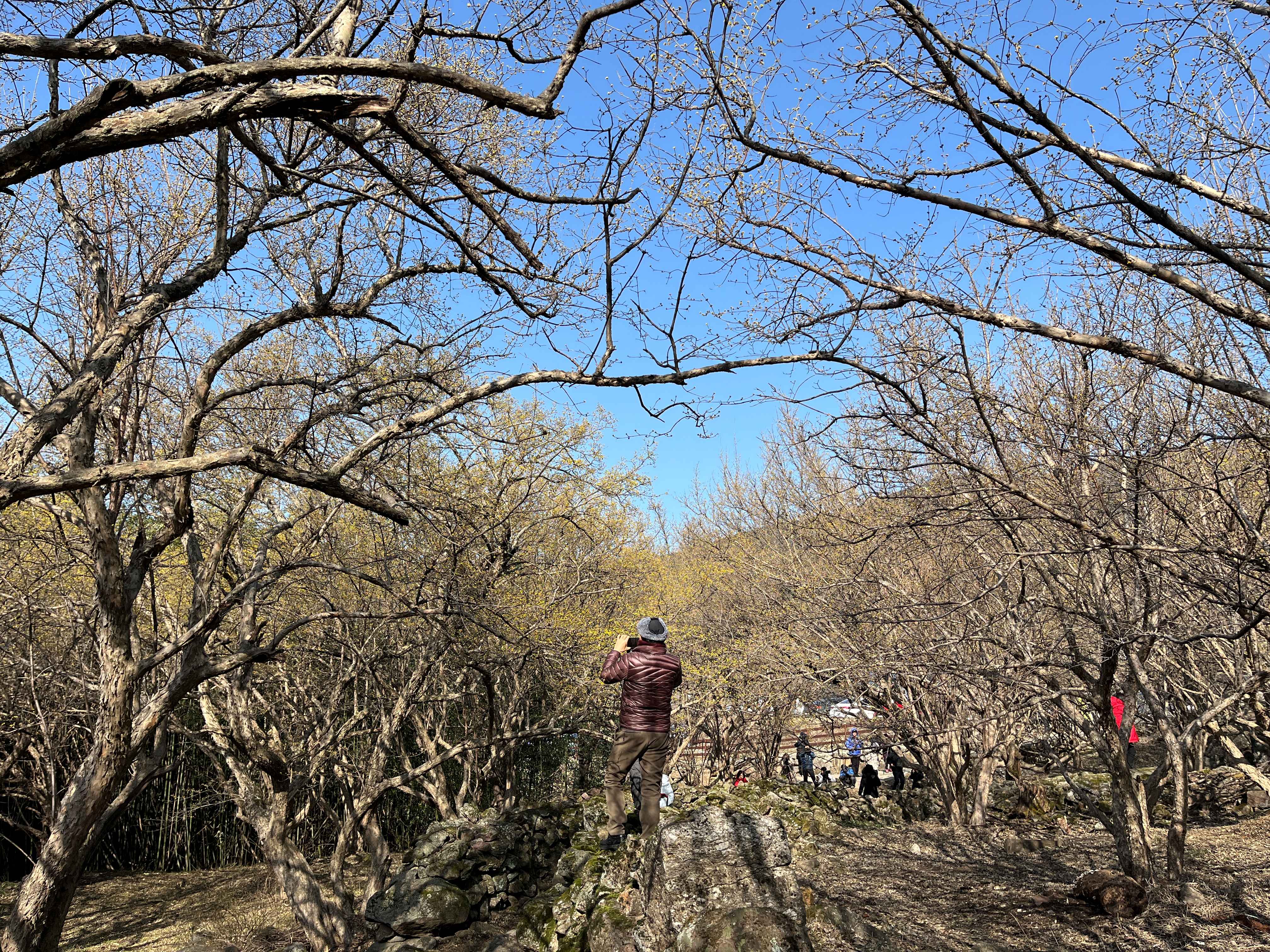 구례 산수유마을