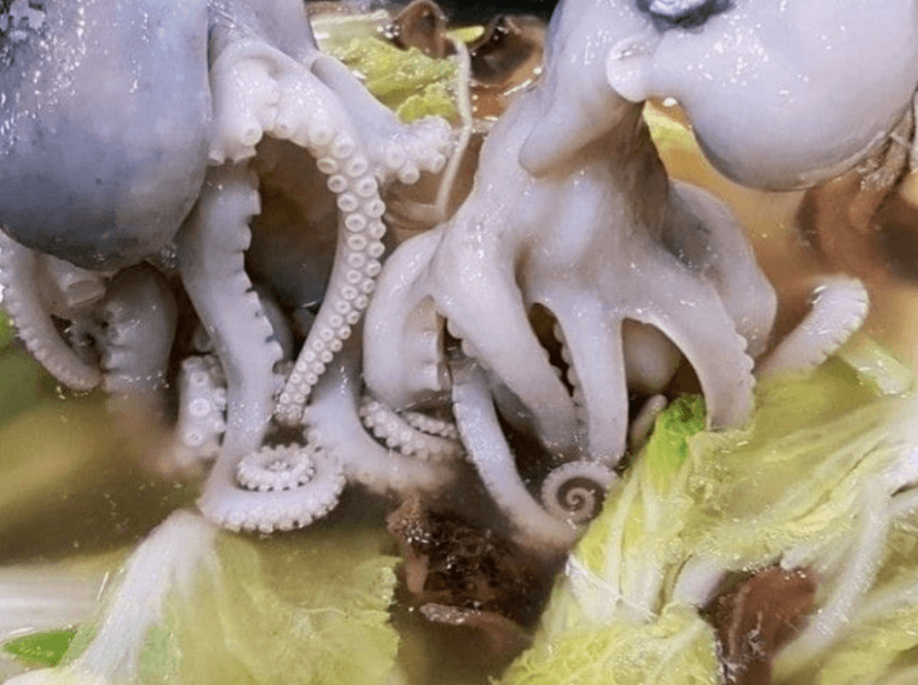 생생 정보통 맛집오늘방송 산낚지볶음