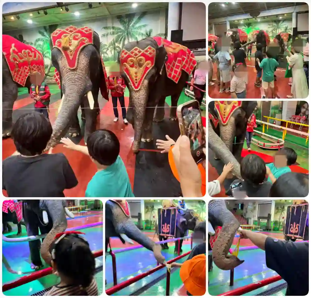 공연 후 코끼리에게 수고했다고 관람객들이 바나나를 나눠주고 기념 촬영을 할 수 있는 기회를 가질 수 있습니다.