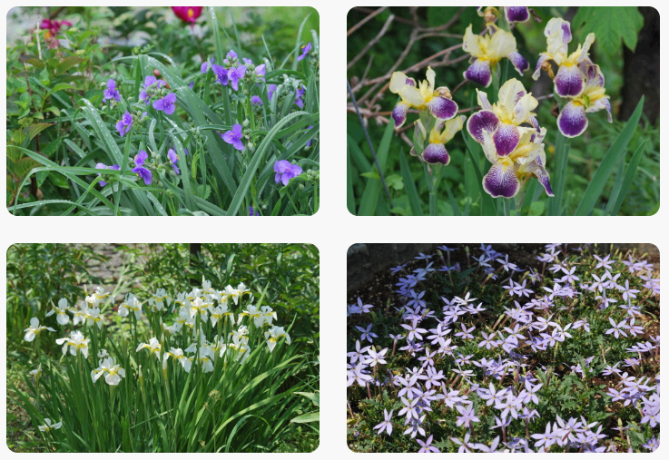 옥천 수생식물학습원 야생화