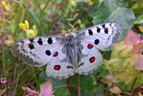 붉은점모시나비