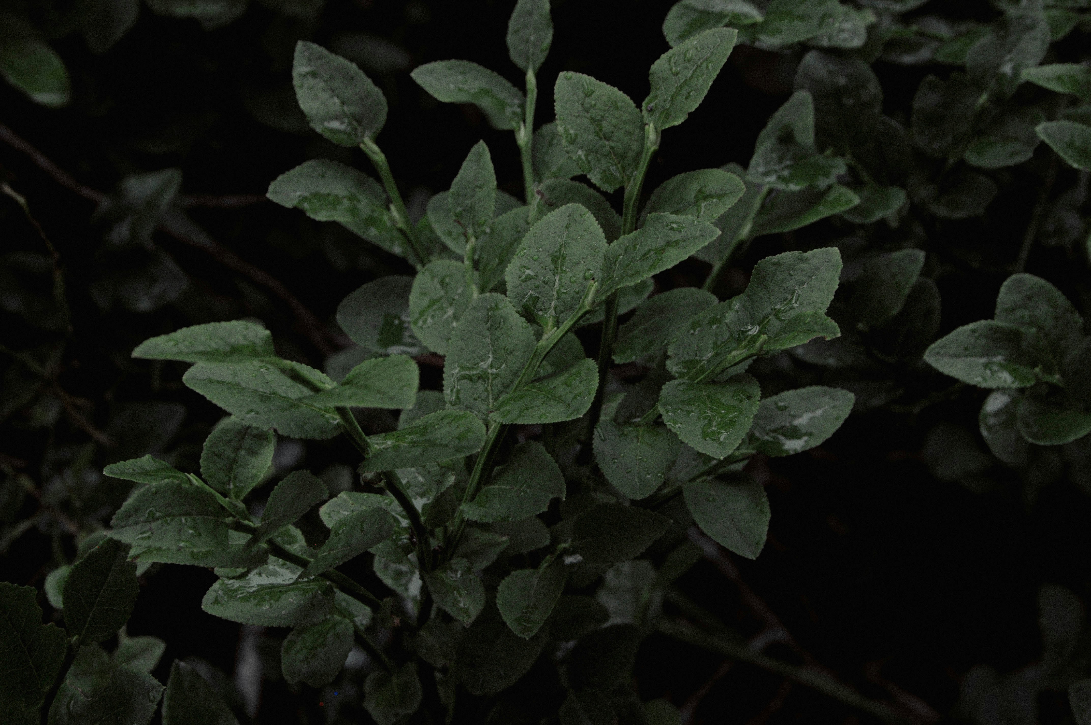 스킨답서스 효능