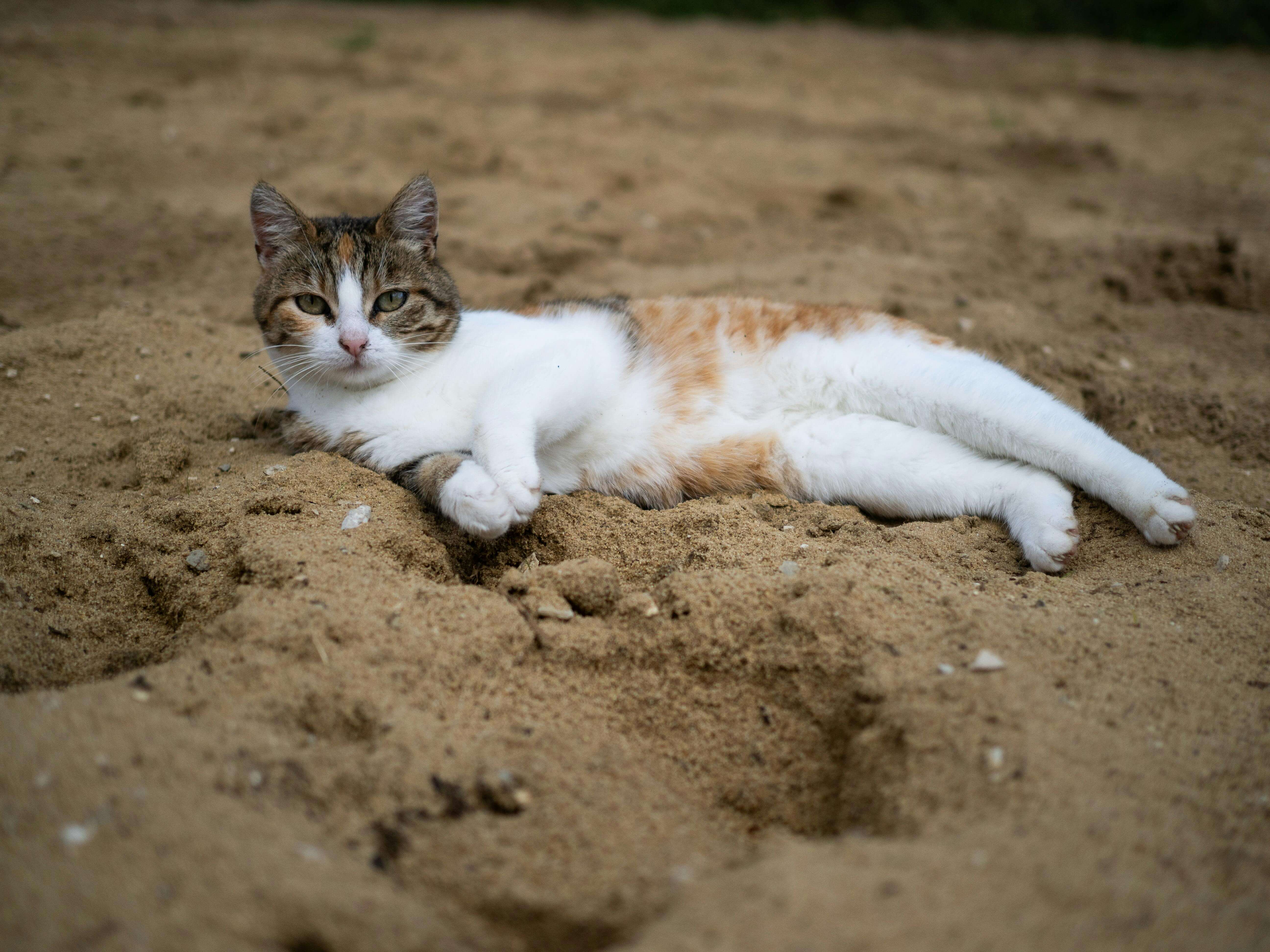 고양이 화장실 모래 추천 BEST 5