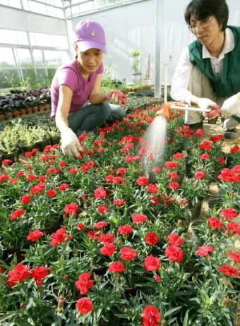 카네이션 재배 삽목 번식 거름 주기 연중 개화_3