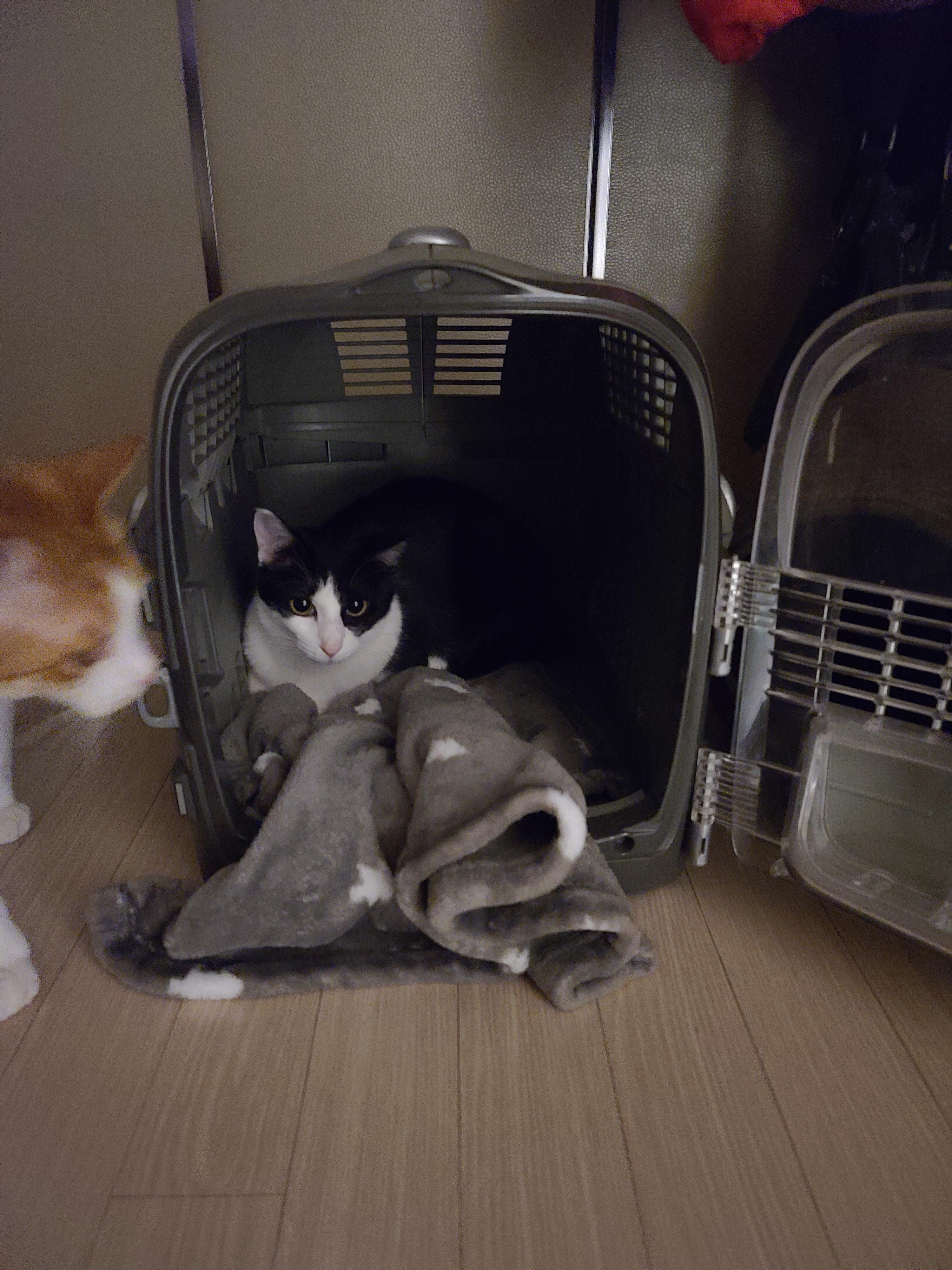 고양이 스케일링